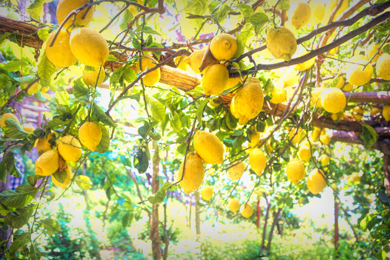 Our Fresh Lemons of Amalfi