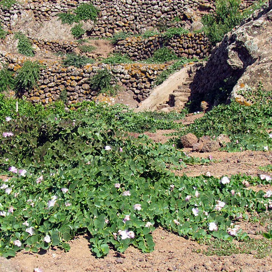 Pantelleria Capers In Sea Salt I.G.P. 200 G - Stella Italiana