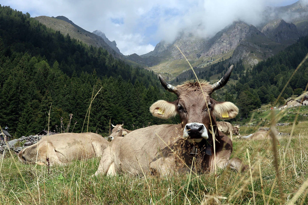 Old-fashioned Stracchino from the Orobic Valleys - Slow food Presidium - Stella Italiana