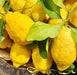 Ciambella Painted Ceramic jar with filled with Limoncello of Sorrento - Stella Italiana