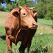 Parmigiano Reggiano PDO Organic Red Cow Vacche Rosse - Seasoned 36 Months - Stella Italiana