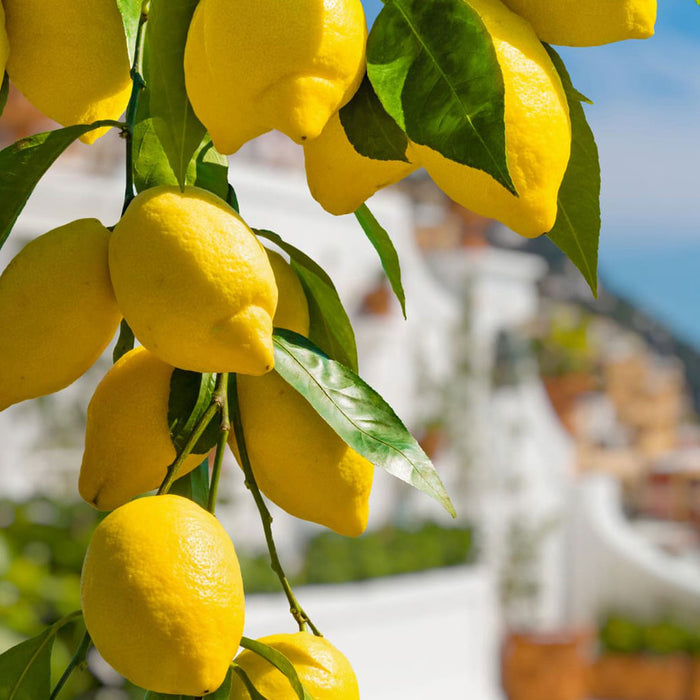 Lemon Painted Ceramic jar with filled with Limoncello of Sorrento - Stella Italiana